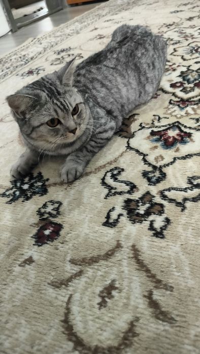 Ищем кота на вязку
