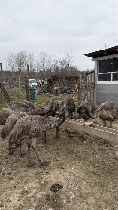 Голямо Ему Миналогодишни