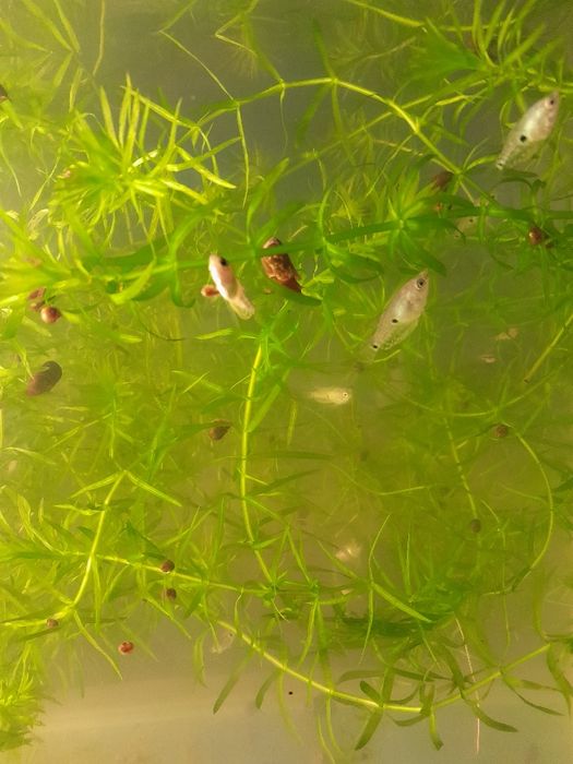 Продам рыбок гурами