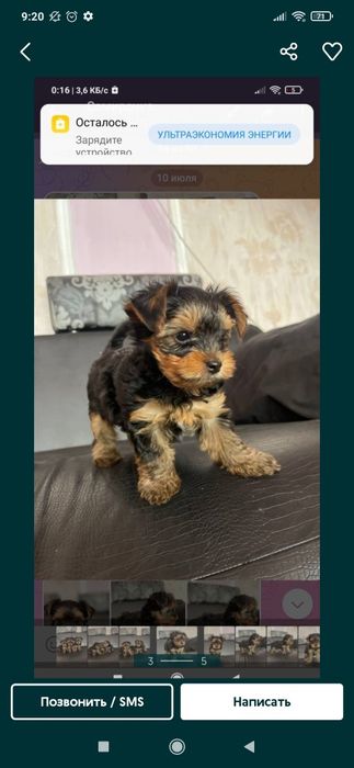 Продается эксклюзивный щенок йоркширского терьера