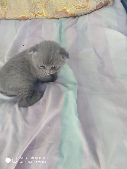 Домашние котята. Британские вислоухие