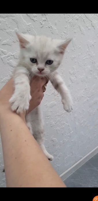 Шикарные котята 1.5 мес шиншиллы