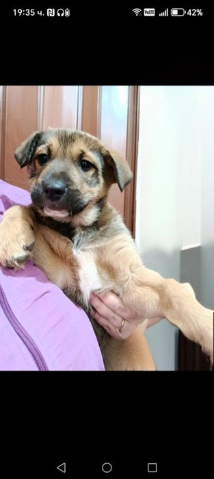 Търсите семейството за Кученце