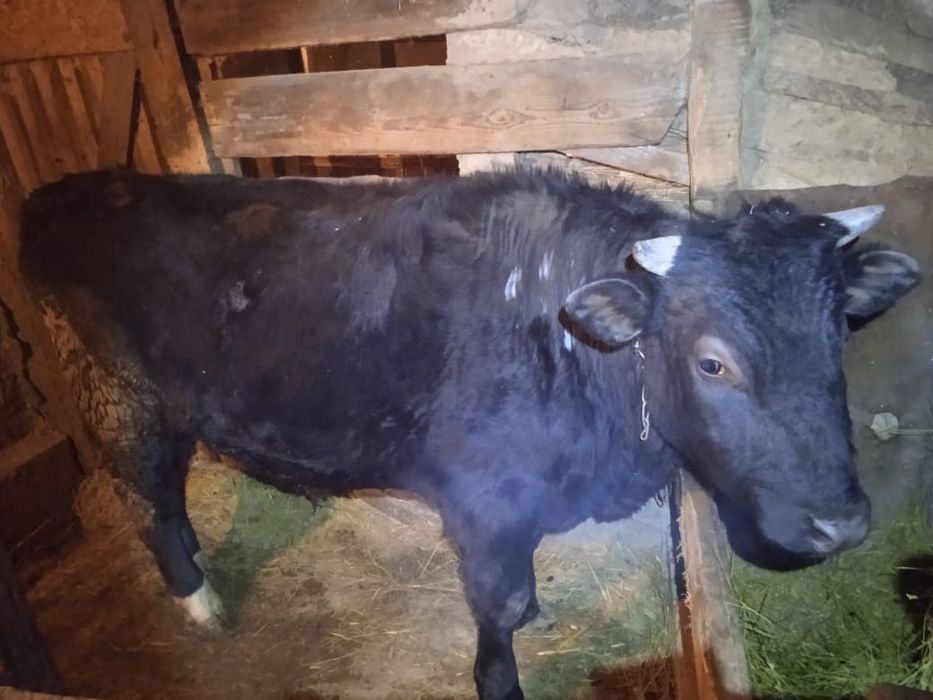 Продам быков возраст 2 и 1,5