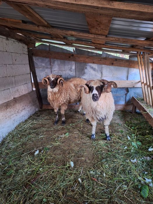 Berbeci de vanzare .