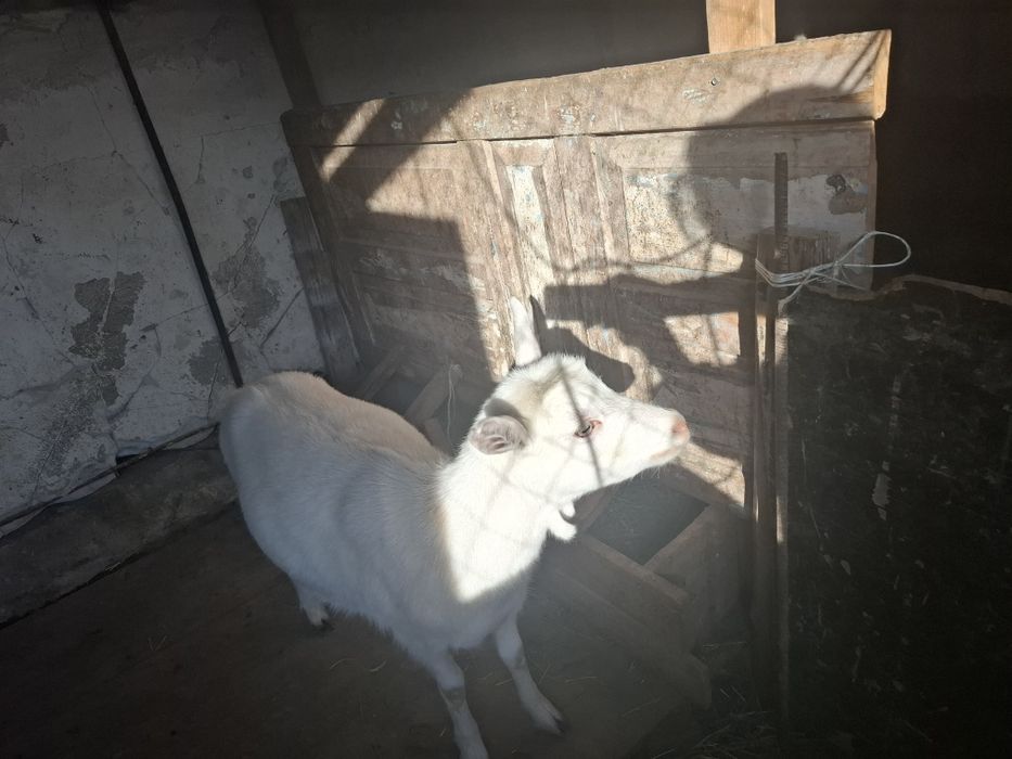 Ешкі занеен сатылады.