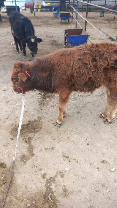 Новос бузокча сотилади