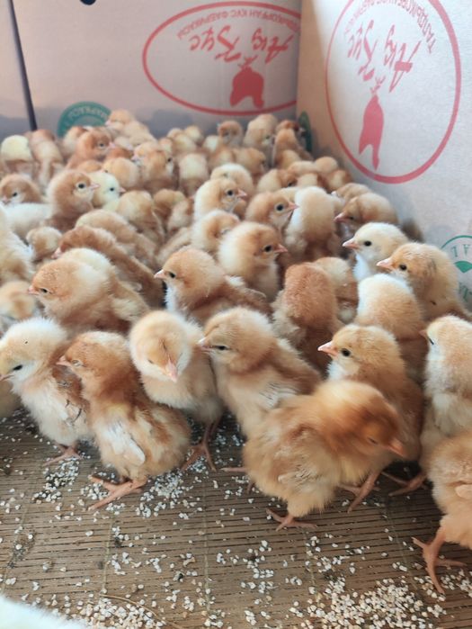 Продам цыплят ломанбраун