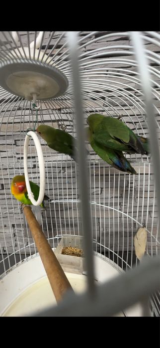 Papagali Agapornis   fisher superbi bucuresti