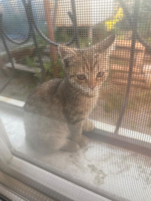 Котята бесплатно
