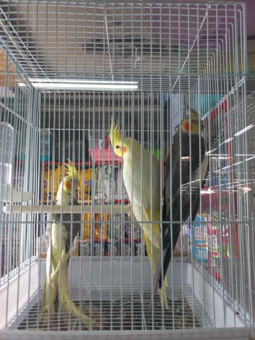 Продаются кореллы нимфы