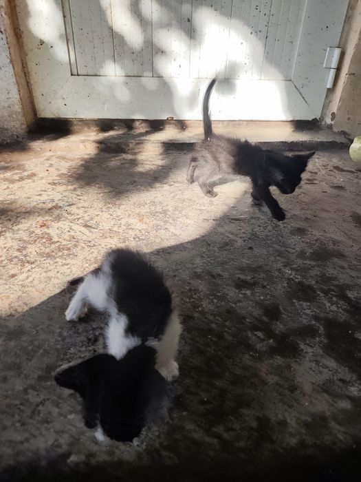 Котята домашние пять штук