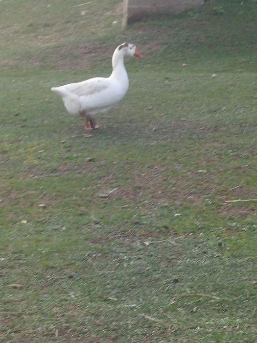 Қаздар күшті туып тұр