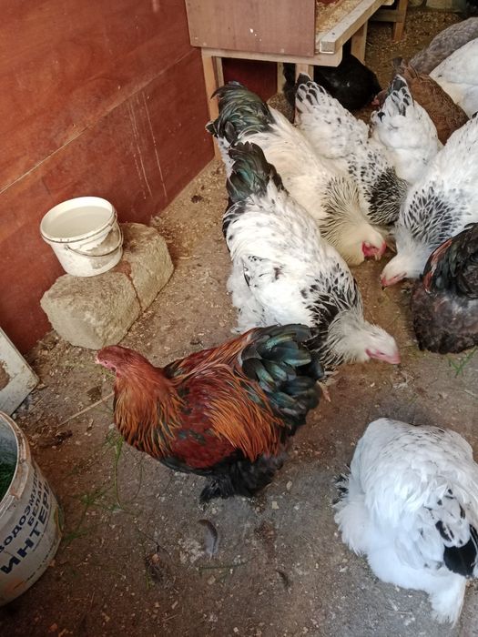 Үй тауығы сатылады