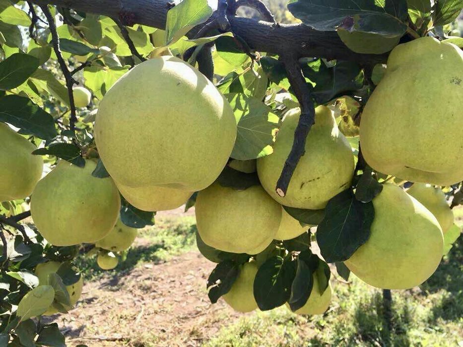 Саженцы из дома продаются