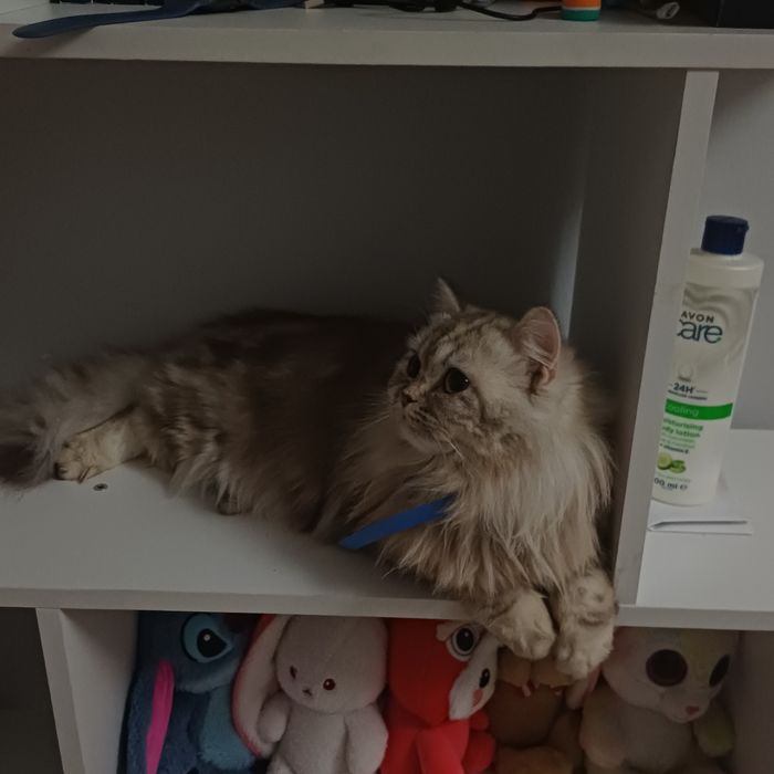 ищем вислоухого кота для вязки