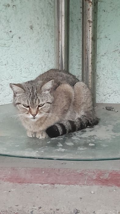 Отдам кошку бесплатно