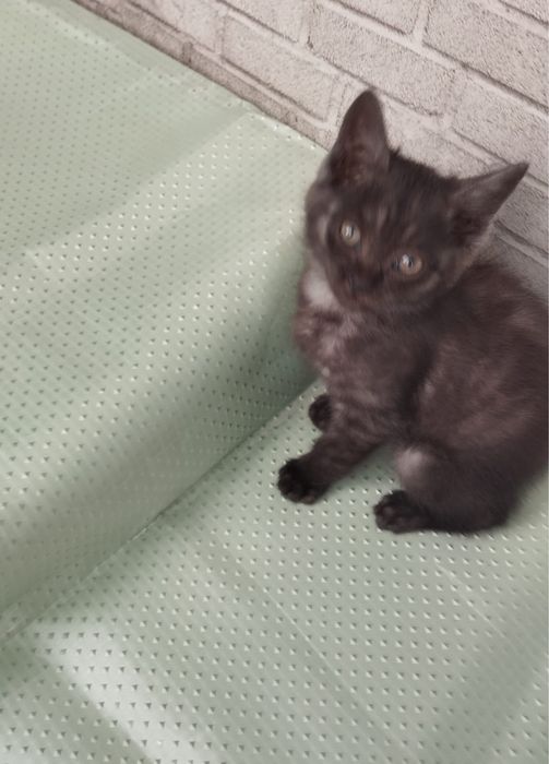 Котята, мальчик и девочка