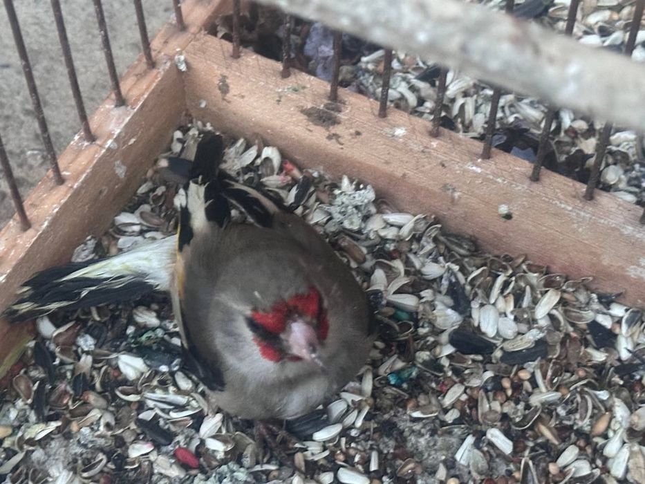 Sava sotiladi srochna