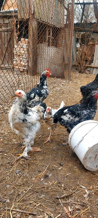 Продам курей, Брама и Австролоп.