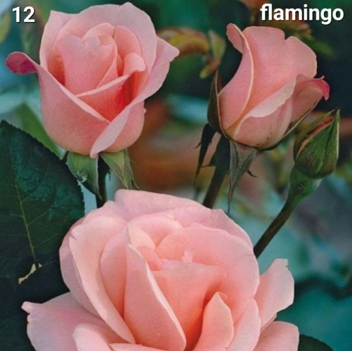 Trandafiri altoiti din butasi