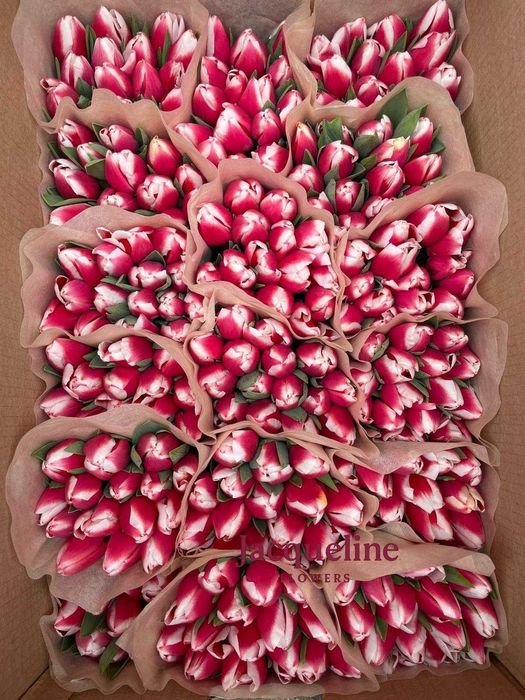 местные тюльпаны оптом