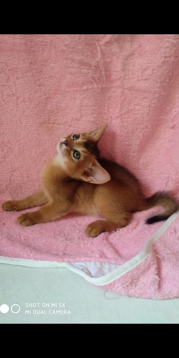 Продаются котята