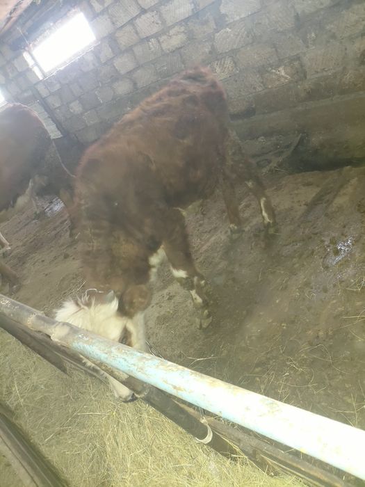 Ерке баспақта сатылады