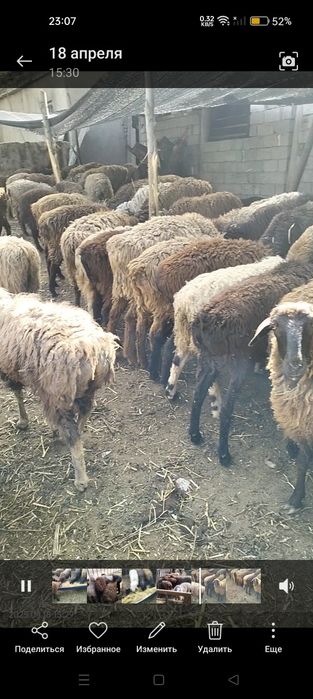 Бараны токтылар кошкарлар