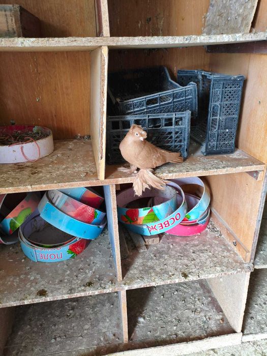 Голуби двухчубые