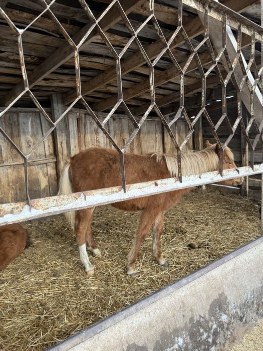 Продам жеребят кобылешки крупные