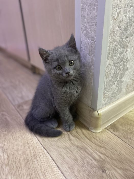 Британская кошечка