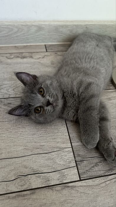 Котенок британец
