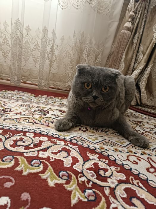 ВЯЗКА  Бриттиш фолд мушугимиз 1.5 йош тозза зотлик