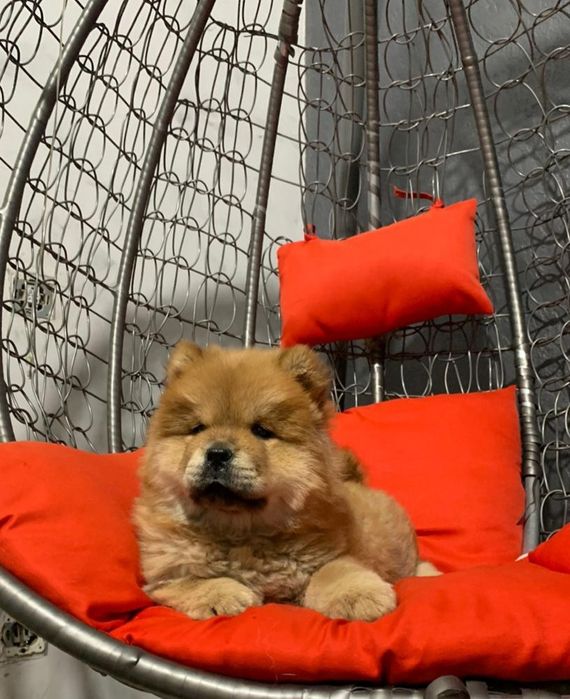 Красные щенки чау чау