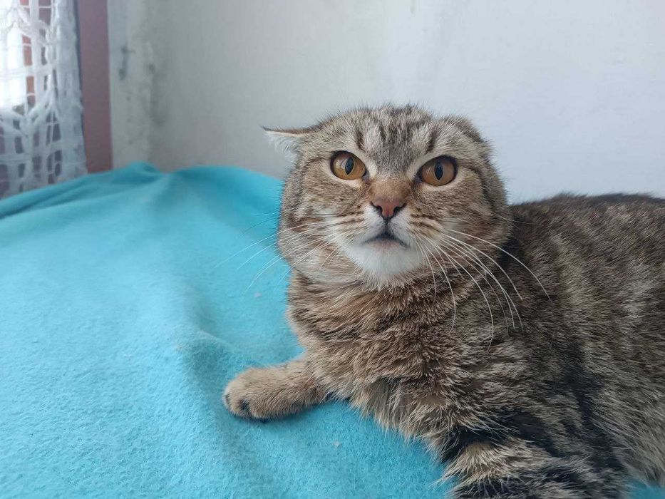 Продам кошечек в хорошие руки