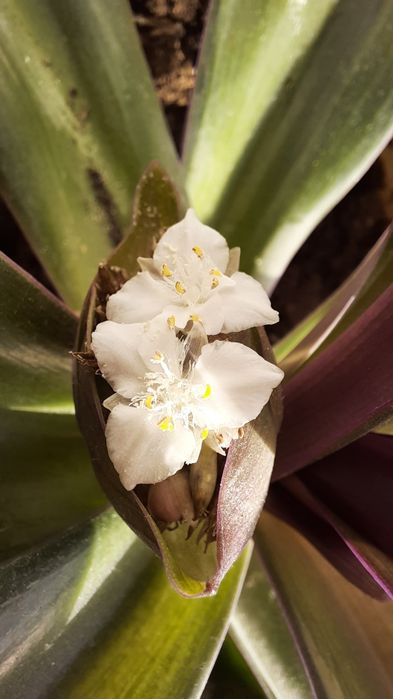 Комнатное растение. Рео