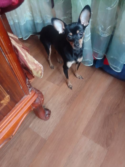 Продам семейную пару