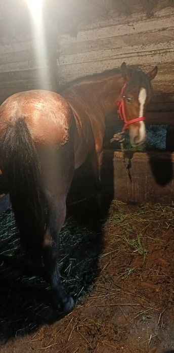 Iapă de vînzare de 1an și 4 luni  negociabil