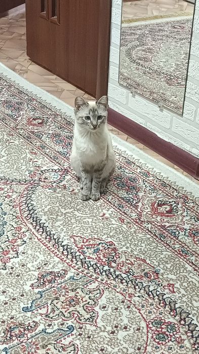 Кошечка /////В добрые Руки//////