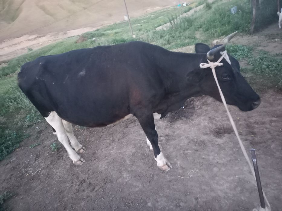 Карова Сиыр Сауын буаз