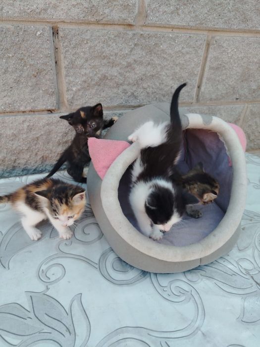 Отдам маленьких котят