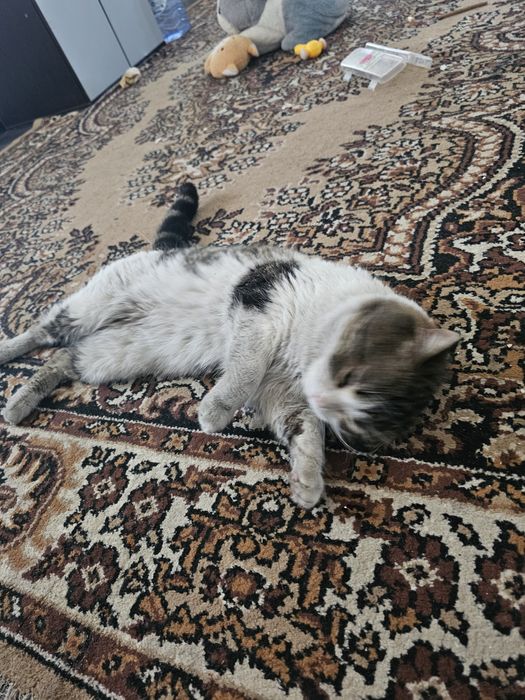 Отдадим в хорощие руки