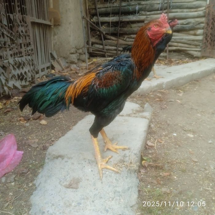 Rus pornosi: ayol hukmronlik qiladi