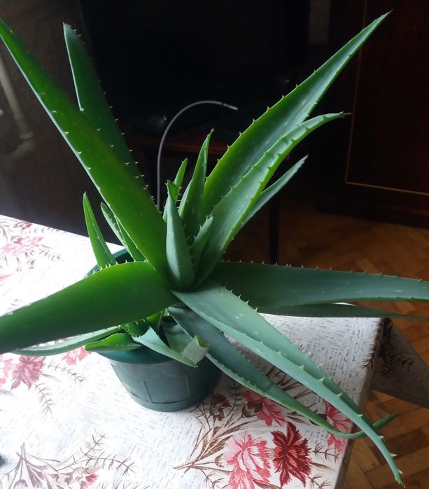 Алое лечебный 2 ,5 года