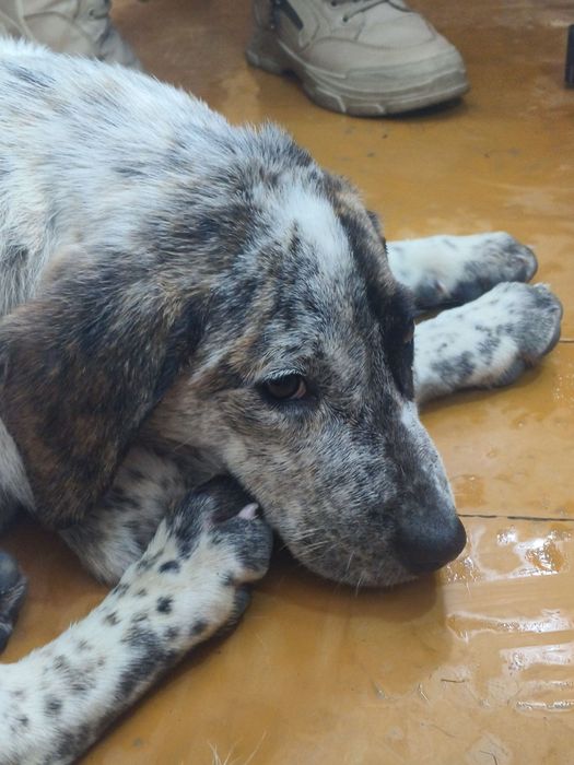 Добрый щенок отдается даром