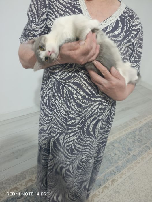 Котенок в добрые руки