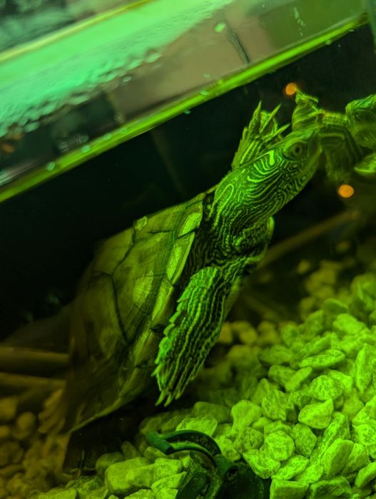 2 Broaște țestoase