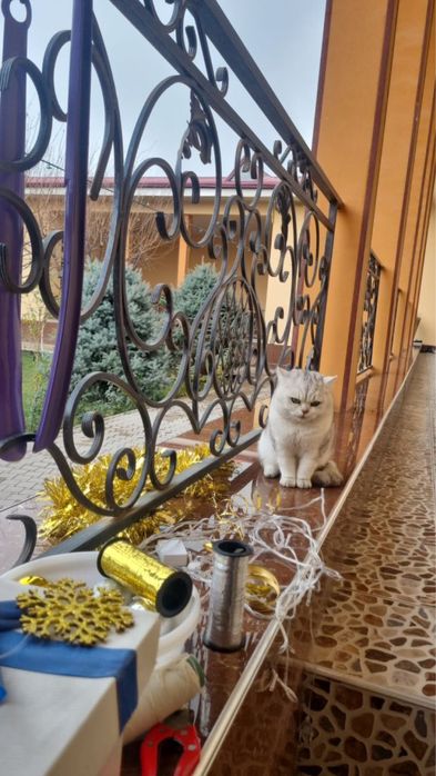 Чистая порода Британский шиншилла вязка