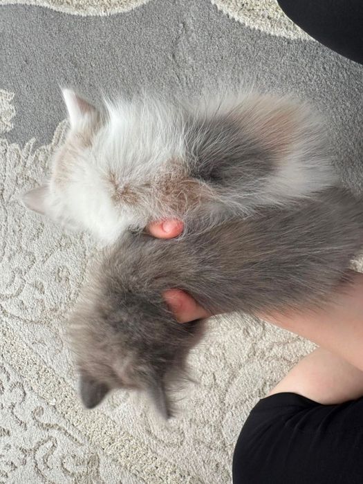 котята бесплатно